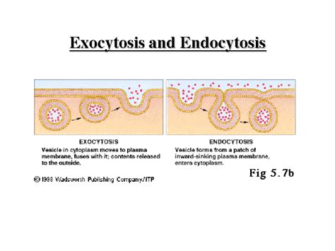 Endocytosis Vs Exocytosis In A Cell Differences And Similarities