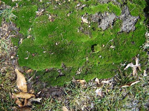 Check spelling or type a new query. Moss in Lawns