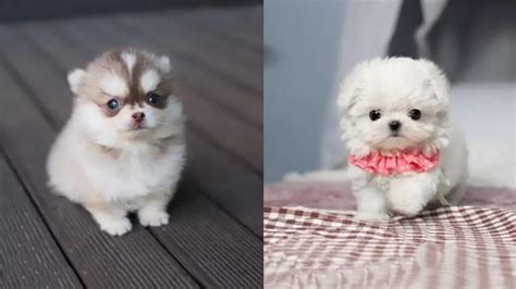 15 Dog Breeds That Look Like Puppies Forever Puppies Club