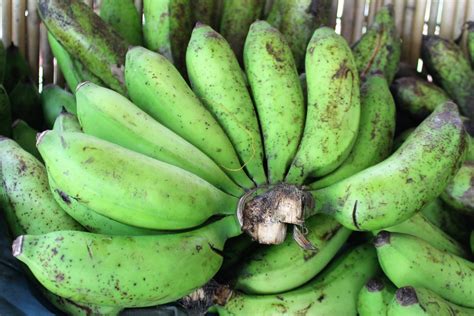 Bananas Not Ripe Yet Pinoy Photographer Flickr