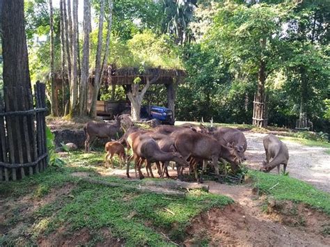 There's a lot to see and do like historical buildings, temples and night markets. Zoo Taiping & Night Safari - 2020 All You Need to Know ...