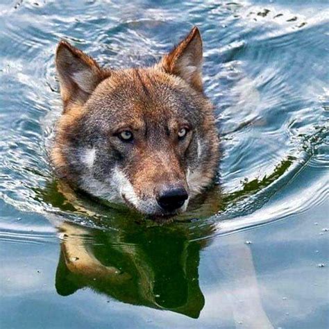 2,000+ vectors, stock photos & psd files. Pin by Maura Coyne Lipinski on Pups | Wolf dog, Unusual ...