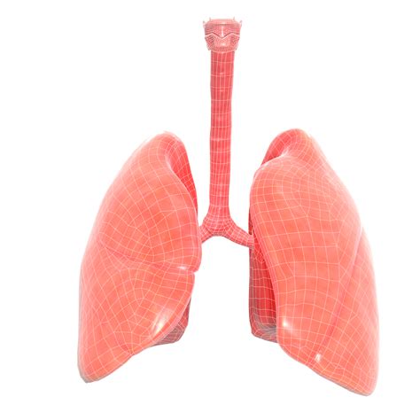 Human Lungs 3d Model Turbosquid 1647201
