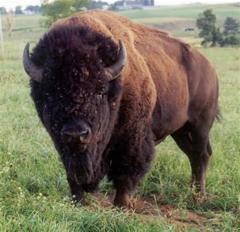 The buffalo is a very large, herbivorous animal. Bison