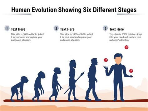 Stages Of Human Evolution Pictures Illustration Of The Stages In