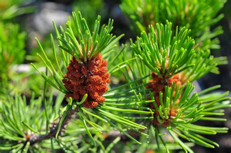 Pinyon Pine Of The Southwest