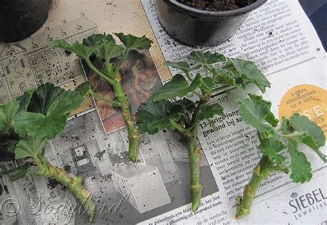 How To Take Geranium Cuttings Plants Geraniums Garden