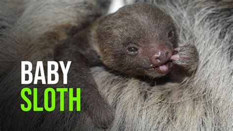 First Baby Sloth In Buttonwood Park Zoos History Youtube