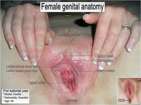 File Female Vaginal Anatomy Wikimedia Commons