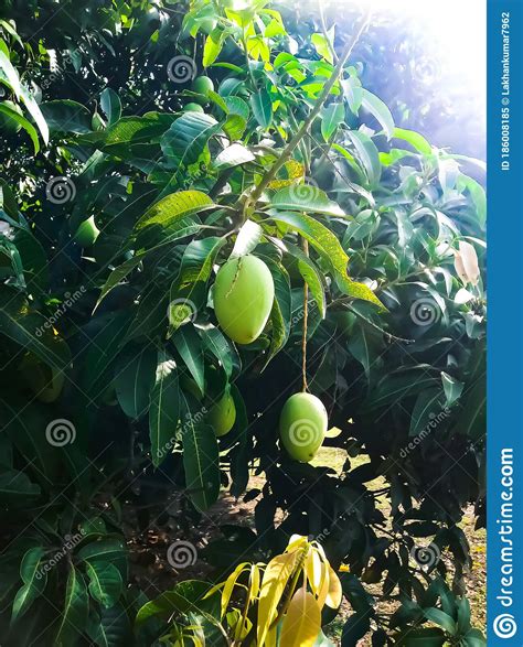 The Green Mango Hangs From The Tree Stock Image Image Of Nature