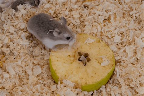 Robo Dwarf Hamster Eating Chewing Food From Bowl In Cage Stock Photo Download Image Now Istock