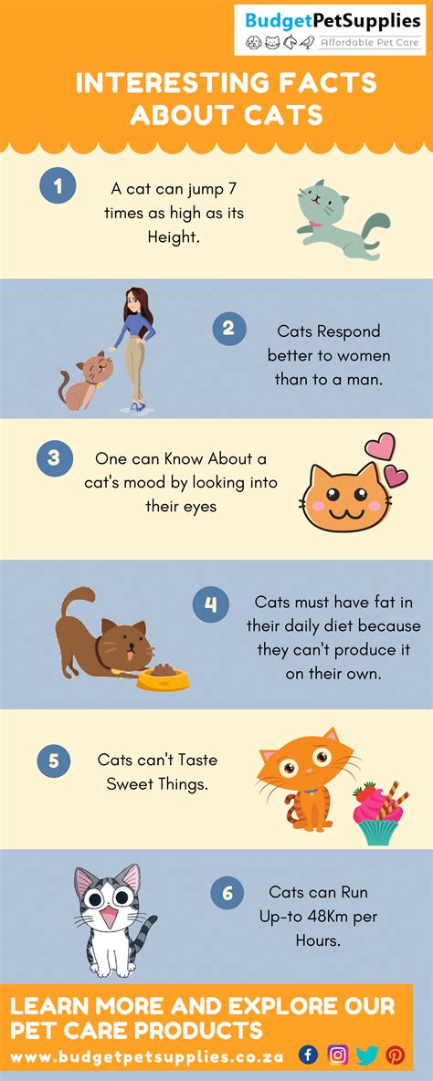 Facts About Cats For Kids