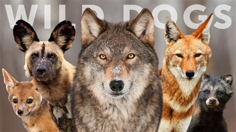 All 15 Species Of Wild Dog Wolves Jackals And Dogs Youtube
