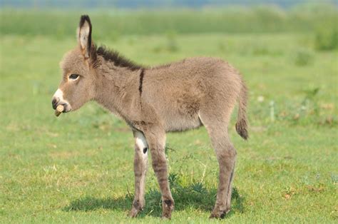 These Facts Prove That Mini Donkeys Are Just As Awesome As They Are