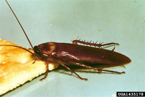 At one point it seemed as if bed bugs were a vague problem of the past, a mythical creature only mentioned pest control professionals do sometimes utilize traps and monitoring devices, but usually the methods we've discussed in this section are used by the occupant. Cockroach Treatment - A & A Pest Control