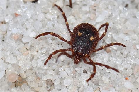 De plus, il existe des différences de tarifs entre les vétérinaires, encore plus d'une région à une autre, et il est facile de rapidement s'y perdre dans tout cela. Maladie de Lyme chez le chien : symptômes, causes ...
