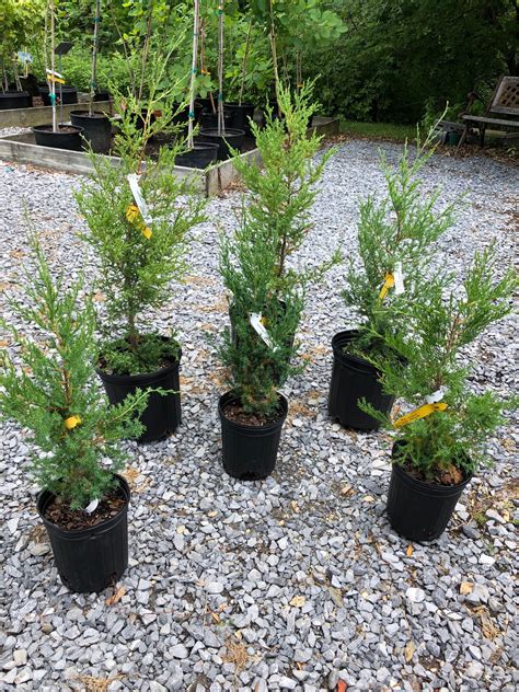 Species Spotlight: Juniperus virginiana | Edge Of The ...
