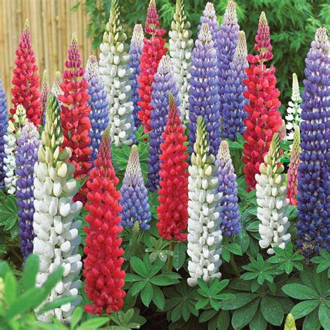 Perennials return each year, bringing diversity and excitement to gardens with their luxuriant flowering effects and distinctive foliage. Roses and Perennial flower beds | Lupin 'Street Party ...