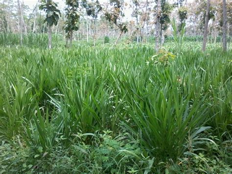 Terlengkap, harga bibit rumput taman, harga pasang rumput taman, harga rumput taman per m2, harga rumput taman di malang, harga rumput taman surabaya. HARGA JUAL BIBIT RUMPUT GAJAH ODOT DAN RUMPUT KING GRASS ...