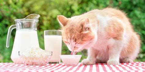 Can Cats Eat Cheese? Is it Safe? - PetsGuided