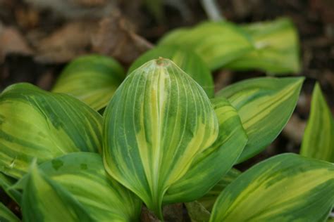 Cheesehead Gardening Frost Damage On Hostas