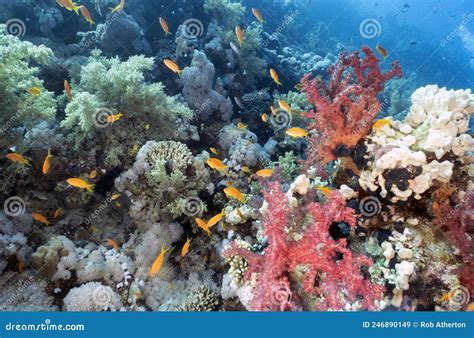 Coral Reefs In The Red Sea Stock Image Image Of Landscape 246890149