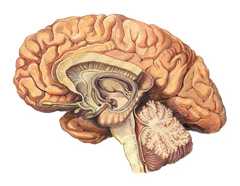 Medical Illustration Human Brain On Behance