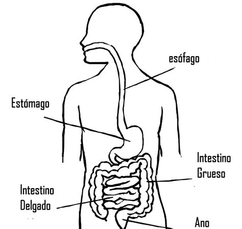 Total Imagen Dibujos Faciles Del Aparato Digestivo Viaterra Mx