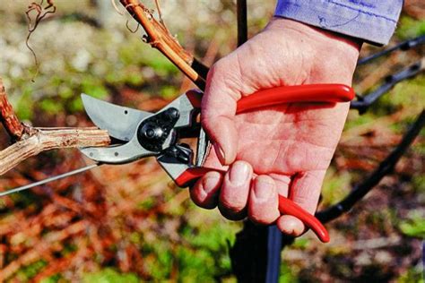 The Best Garden Pruners For 2020 Reviews By Wirecutter