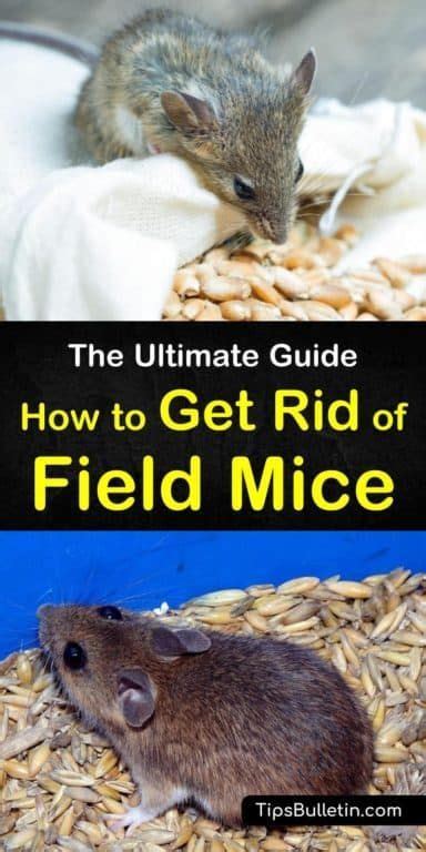To get there, talk to the squire located on the. 8 Smart Ways to Get Rid of Field Mice | Field mouse ...