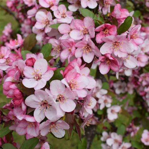 How To Choose Plant And Grow Flowering Crabapple Trees Hgtv