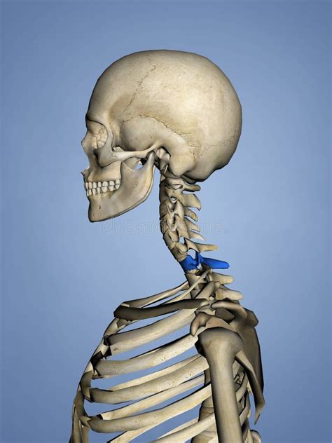 Vértebras Cervicales M Skel C7 L 1 Modelo 3d Stock De Ilustración