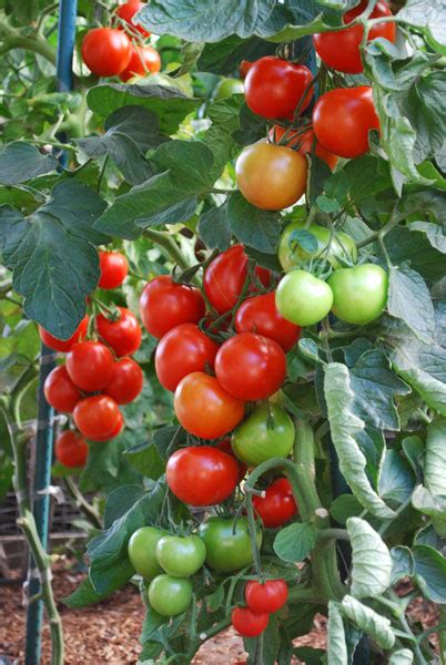 How To Grow Tomatoes How To