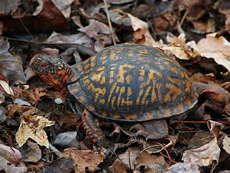 Turtles need as much space as you can give them. How to Care For Pet Eastern Box Turtles