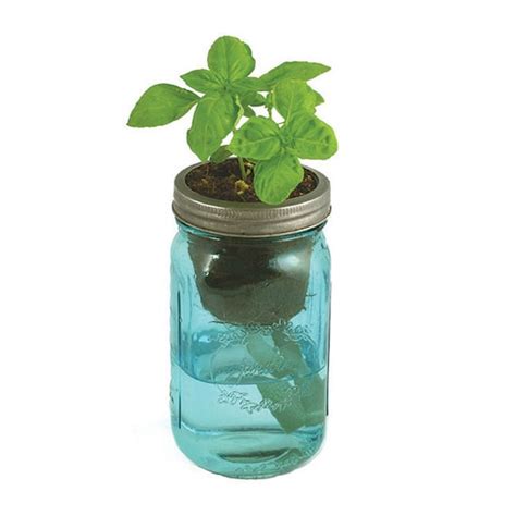 Mason Jar Herb Kit Self Watering Planter For By Modernsprout