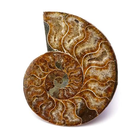 Pareja De Ammonites Mineral Prime Tienda De Minerales