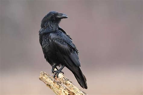 Raven | Bird Identification Guide | Bird Spot