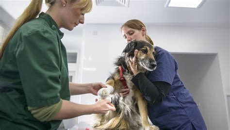 Squamous Cell Carcinoma In Dogs Symptoms Causes And Treatments Dogtime