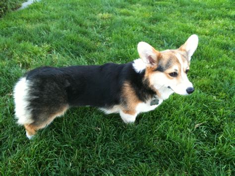 Dog Of The Day A Quick Corgi Pic The Dogs Of San Francisco