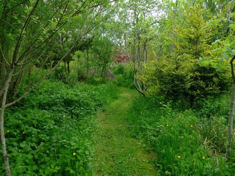 Mown Path Through The Forest Gardens Of Bealtaine Cottage