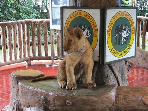 Informasi Harga Tiket Taman Safari Bogor Beserta Wahana Dan Fasilitas