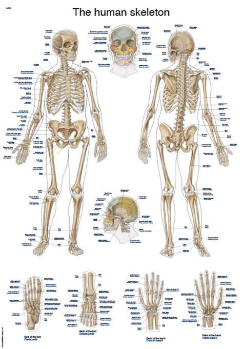 Anatomical Chart Human Skeleton English And Latin