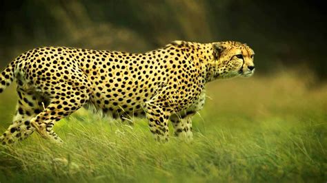 26 Best Wildlife Photography That Will Make You Speechless Wild Animals Photography Wildlife