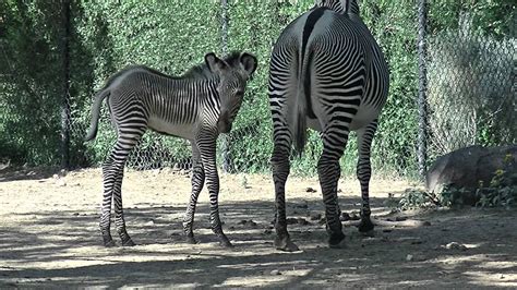 Baby Zebra And Mom Denver Zoo Youtube