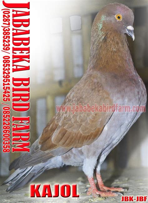 Maybe you would like to learn more about one of these? 085228600358 / 085329515425 Burung Player Merpati Juara ...