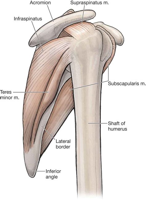 The Shoulder Musculoskeletal Key