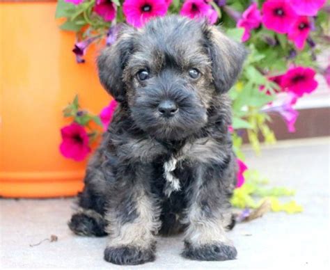 Lakeland terrier puppies for sale founded in 1884, the akc is the recognized and trusted expert in breed, health and training information for dogs. Schnoodle Puppies For Sale | Puppy Adoption | Keystone Puppies