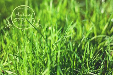 Why does the grass always look greener on the other side? Phrase Hello Spring Over Green Grass Stock Image - Image of backdrop, environment: 110537625