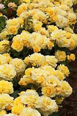 Yellow Climbing Rose Varieties Images