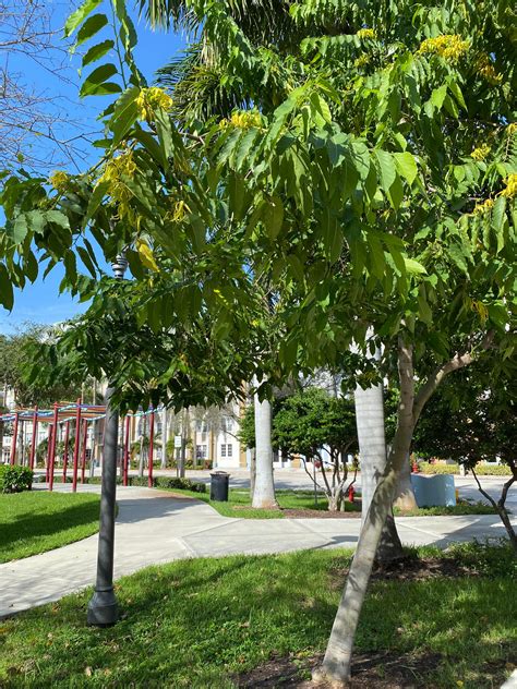 A garden, whether it is a flower garden or a vegetable garden, has. What is this tree in South Florida? It blooms long, sweet ...